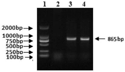 A kind of porcine atrophic rhinitis d-type toxin-producing Pasteurella multocida vaccine strain and its application