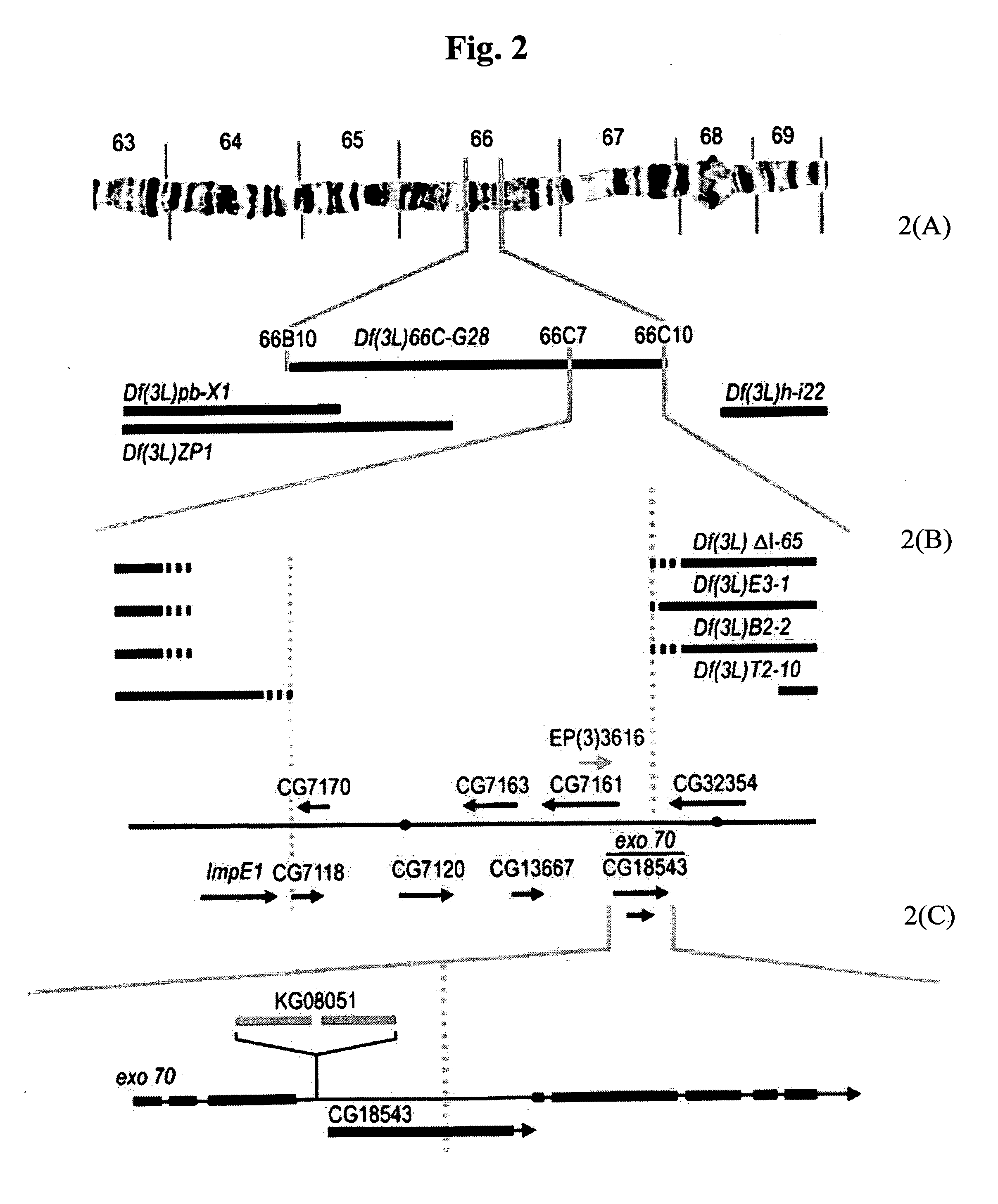 Matrimony gene and protein