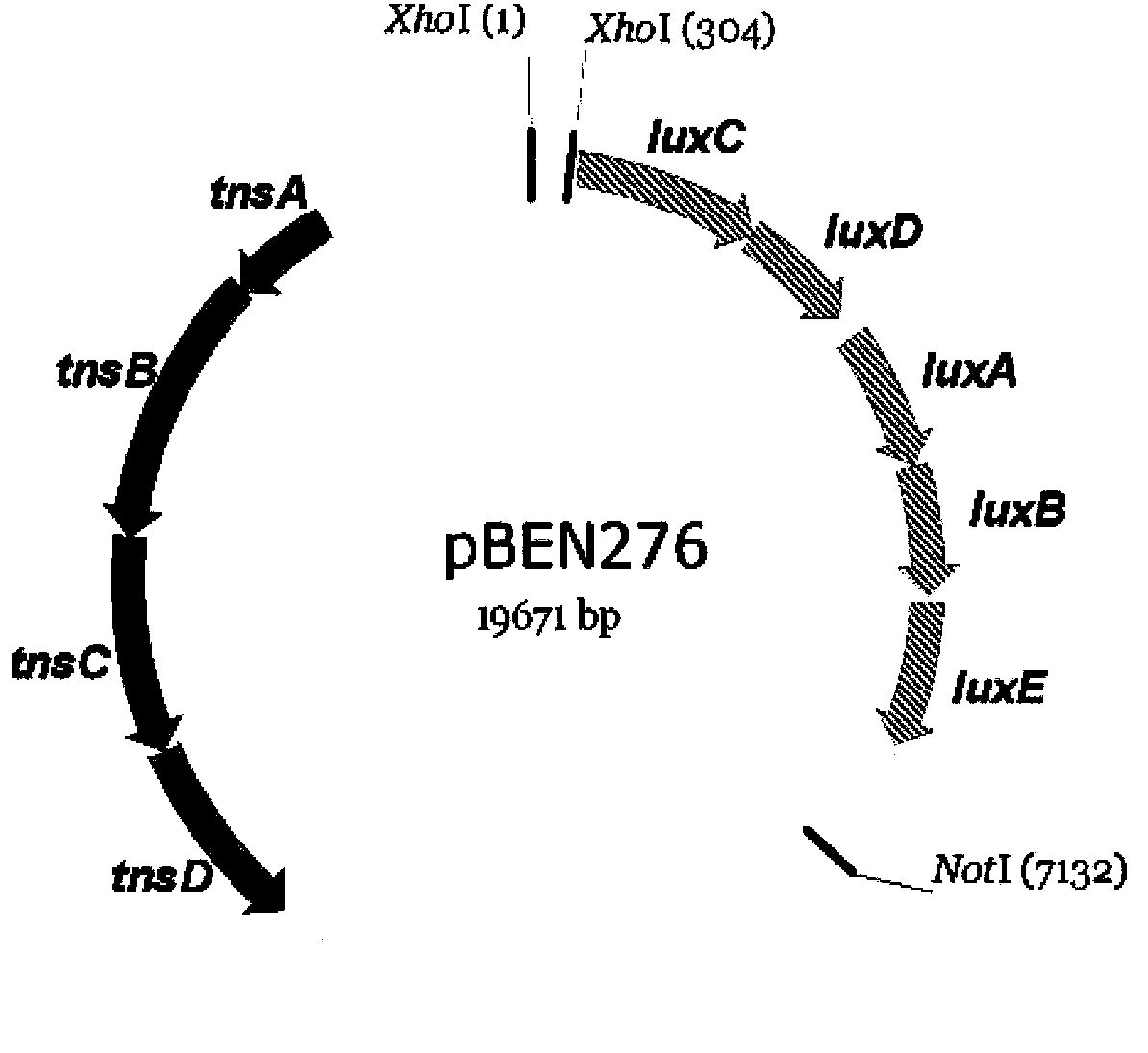 Salmonella typhimurium X3337-pRST98lux and its application in living imaging