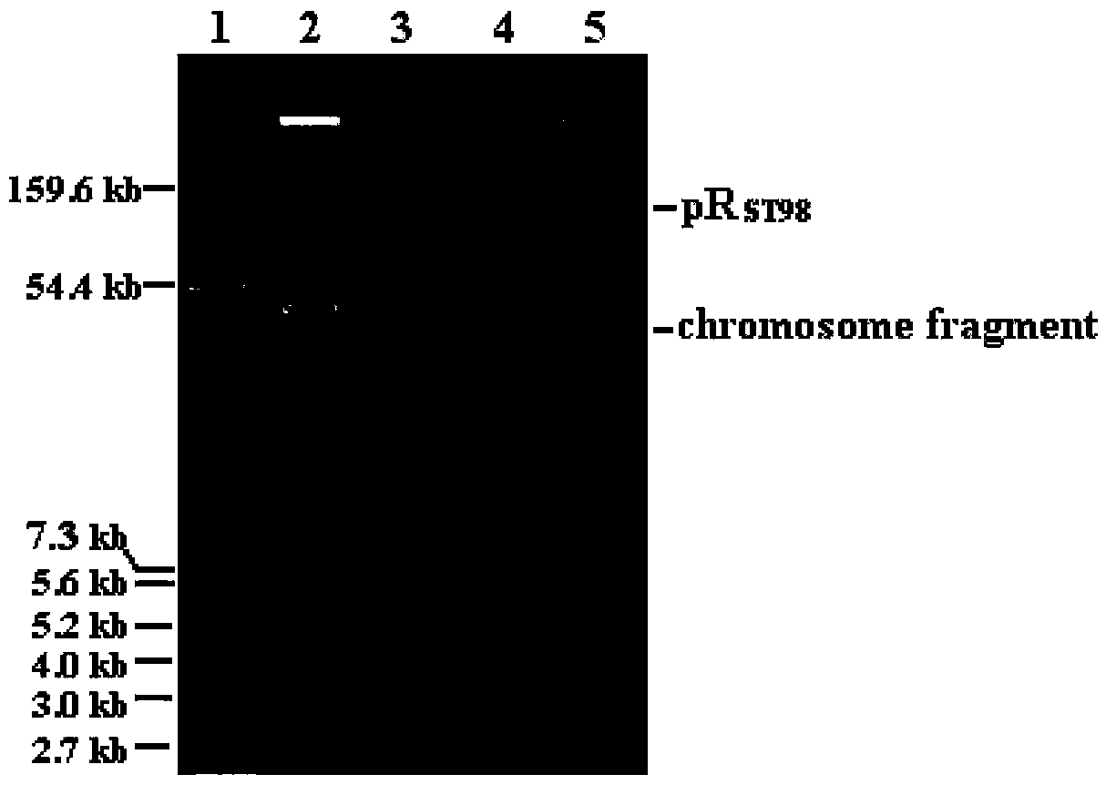 Salmonella typhimurium X3337-pRST98lux and its application in living imaging