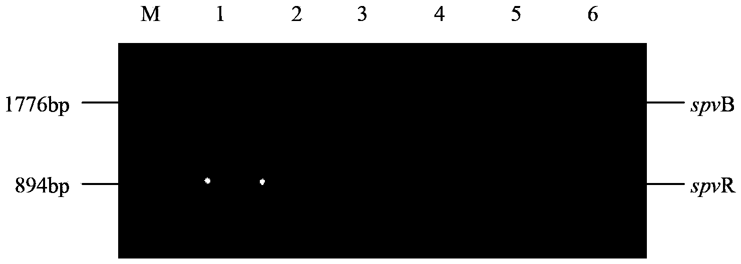 Salmonella typhimurium X3337-pRST98lux and its application in living imaging