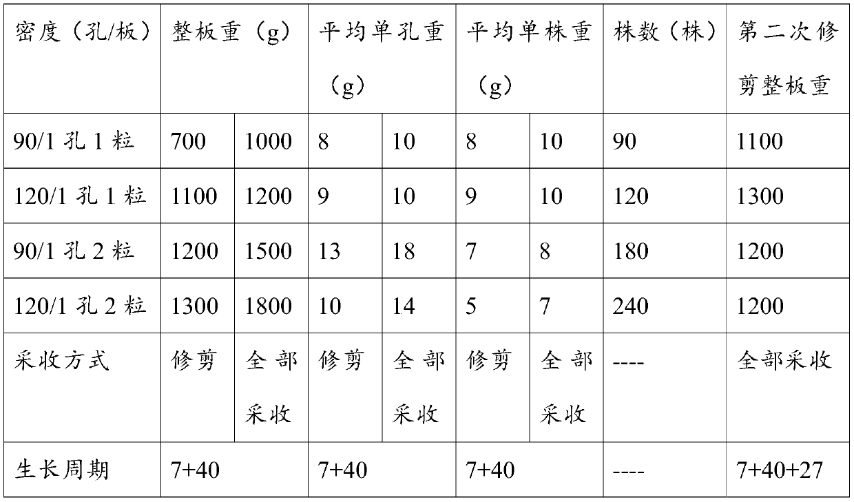 Method for cultivating red celery in plant factory