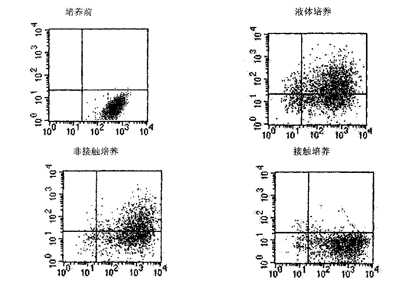 Method for in vitro amplification of hemopoietic stem cells and precursor cells