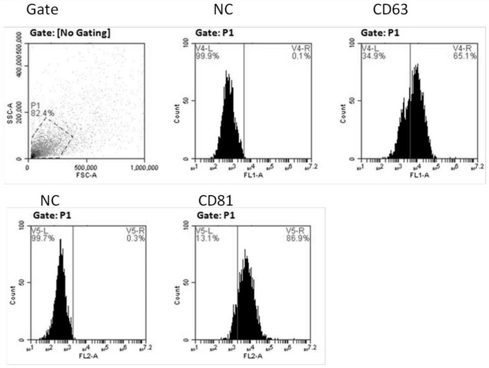 Application of marker in preparation of diagnostic kit or therapeutic drug for rheumatoid arthritis