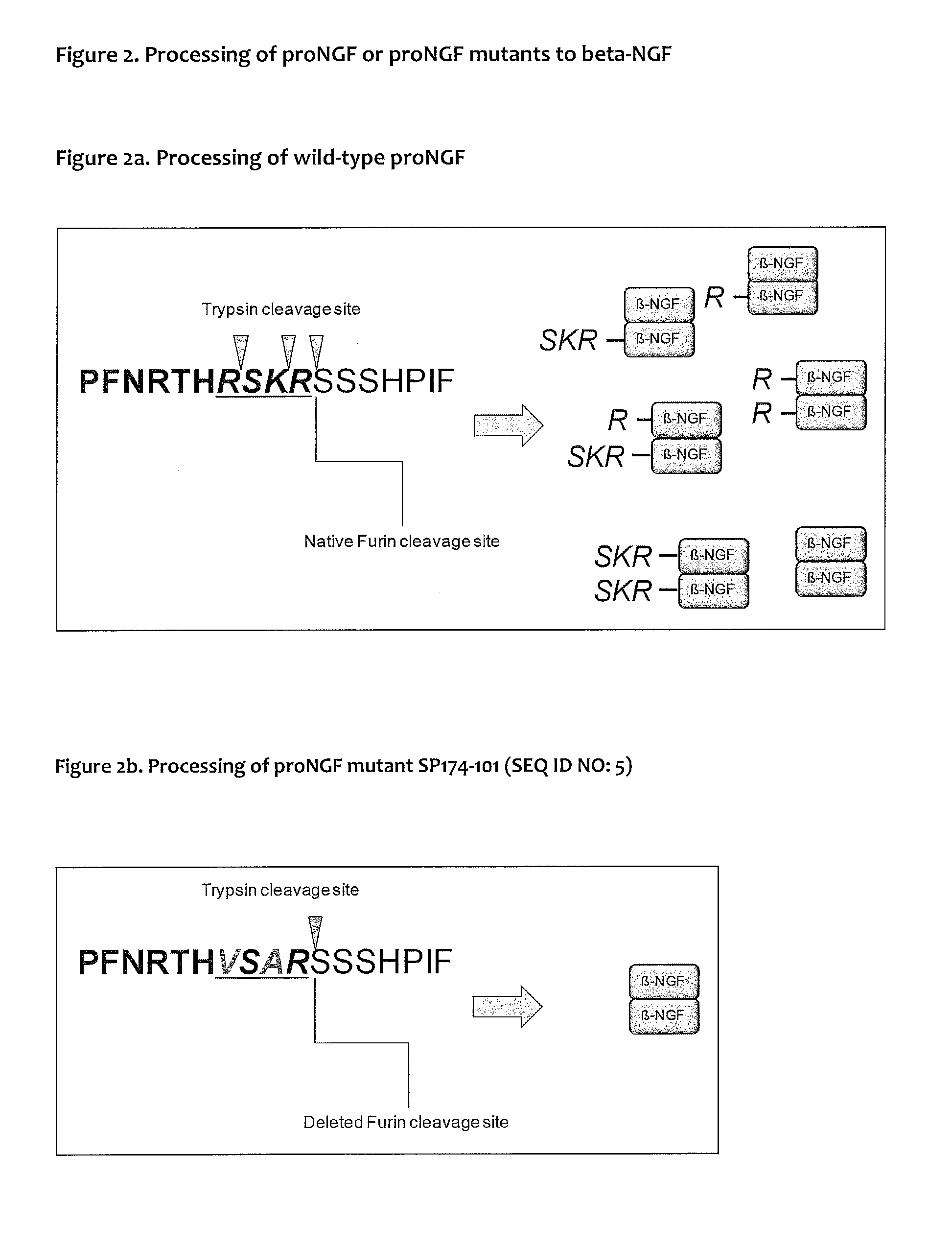 Novel prongf mutants and uses thereof in the production of beta-ngf