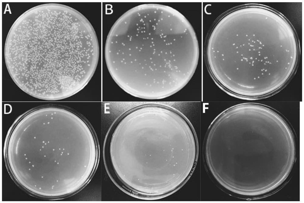 Dried salted yellow croaker myosin antibacterial peptide LCM13 and application thereof