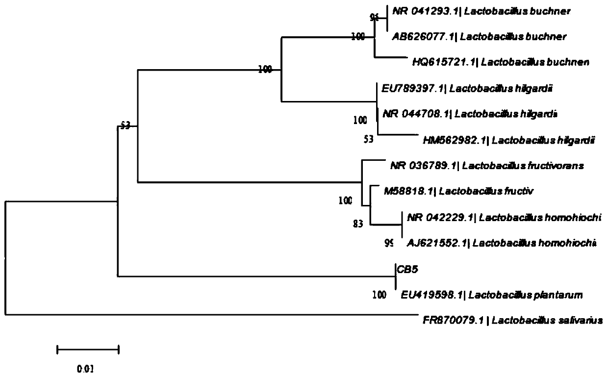 Lactobacillus plantarum and application thereof