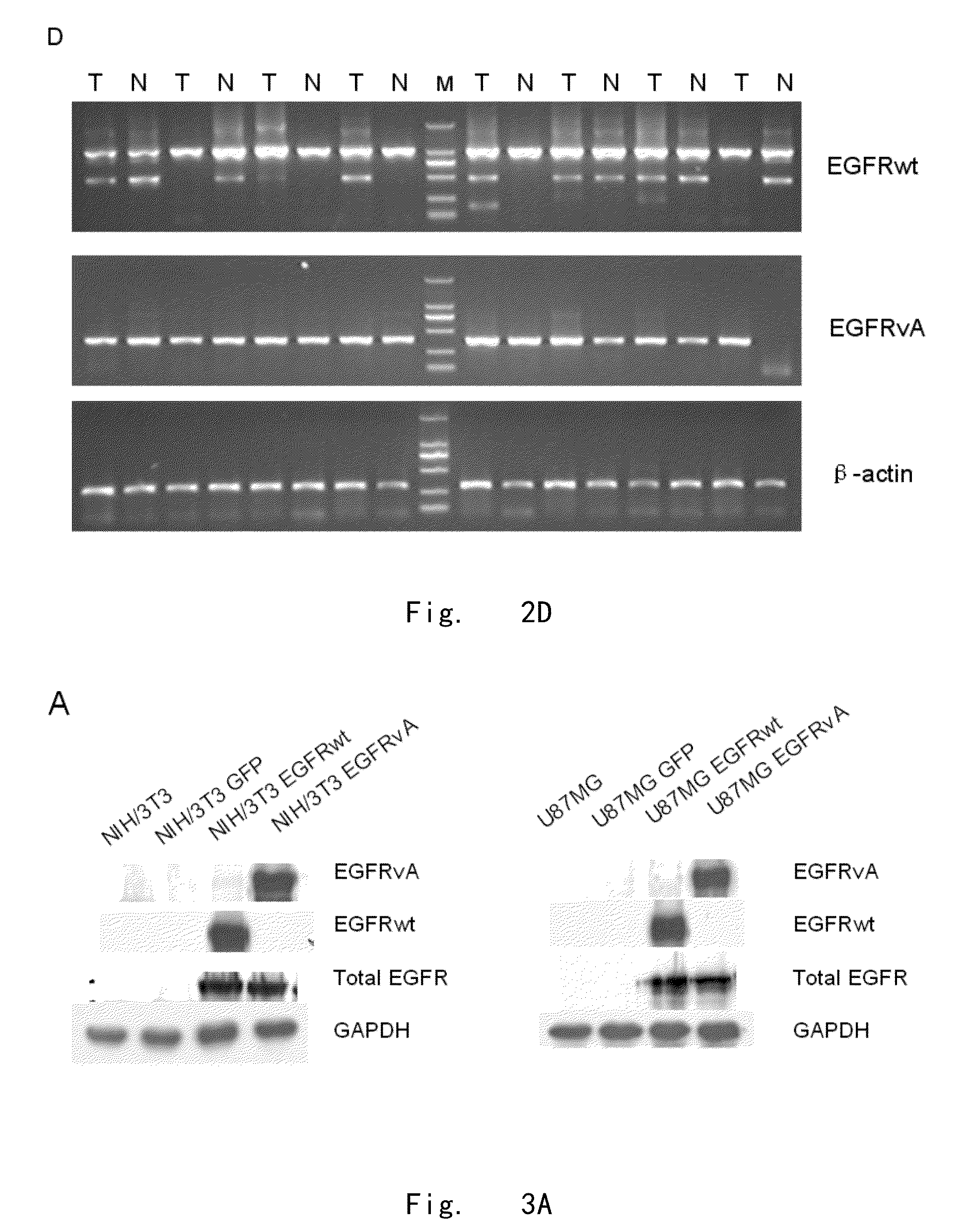 Epidermal growth factor receptor variants and pharmaceutical compositions thereof