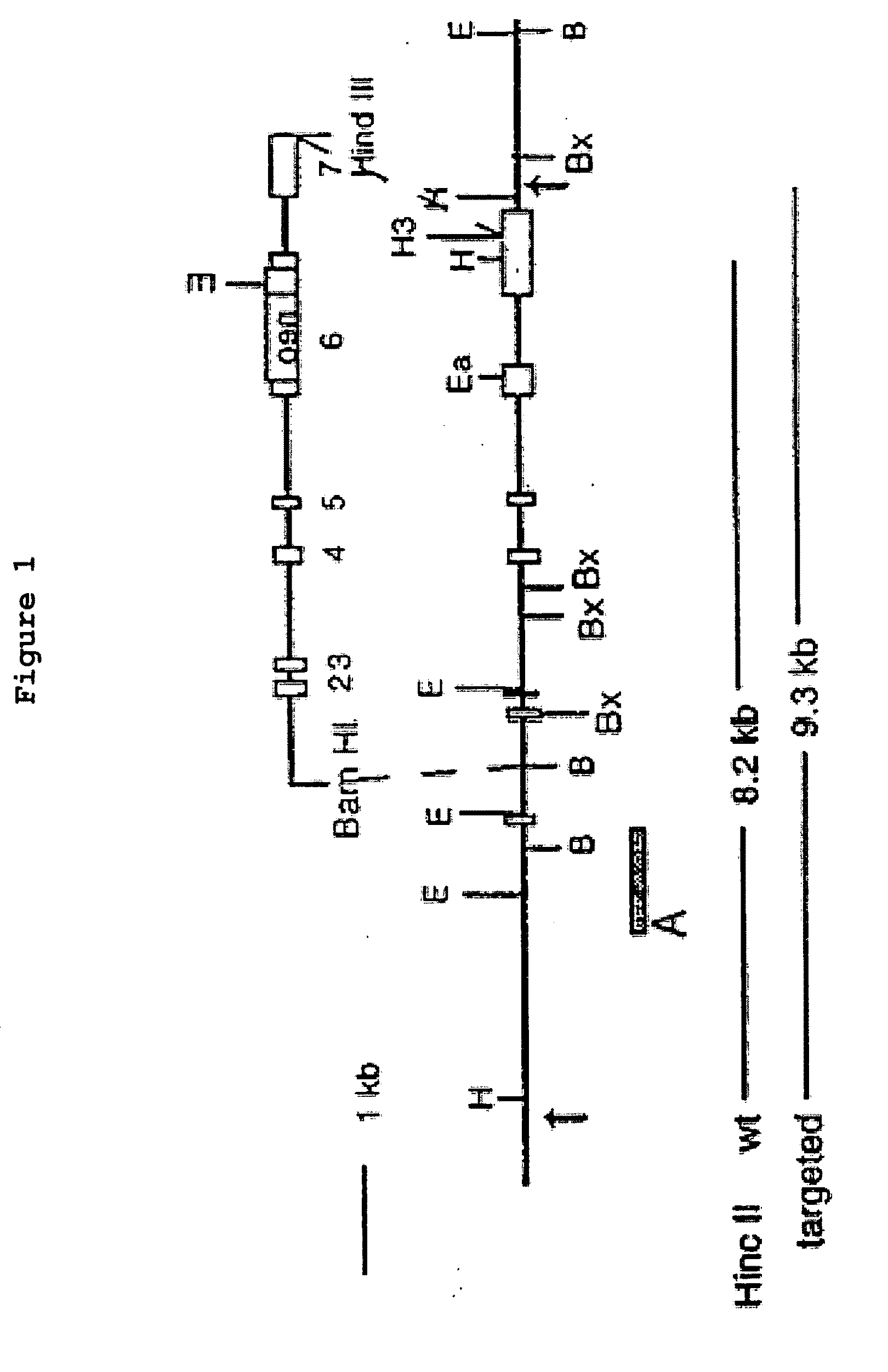 Osteopontin Specific Antibodies and Methods of Use Thereof