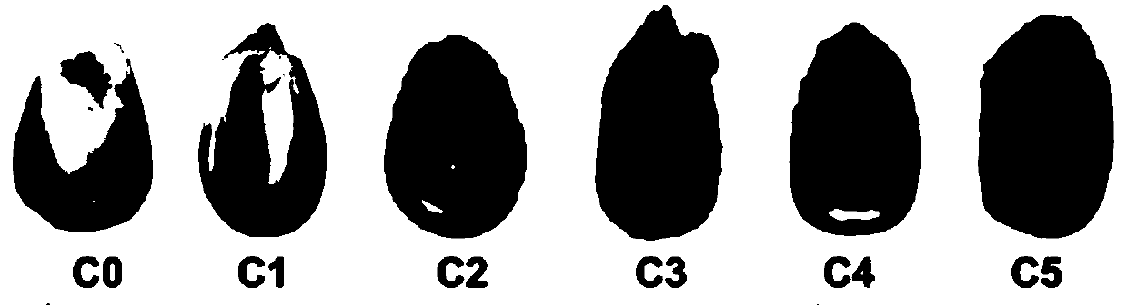 Specific molecular markers for aspergillus flavus infection mildew of corns, peanuts and walnuts and method for carrying out early mildew detection by utilizing specific molecular markers