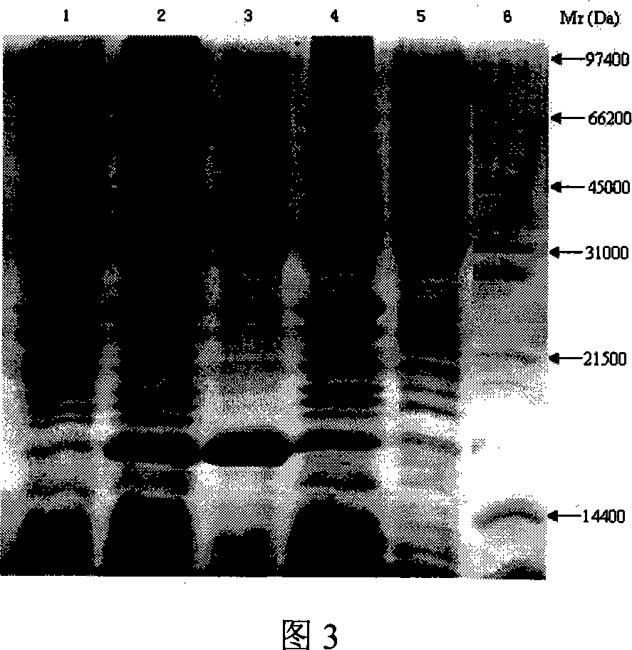 Recombined hepatitis E hepatitis virus protein, preparation method and usage thereof