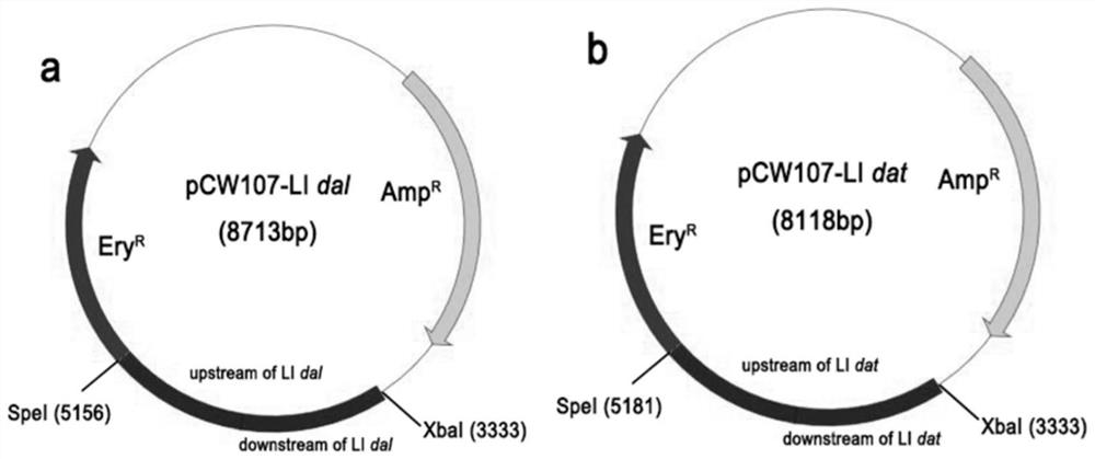 A balanced lethal system, construction method and application of Listeria ovis