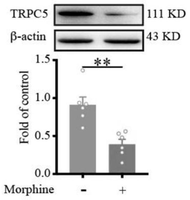 Method for screening medicine for relieving morphine tolerance