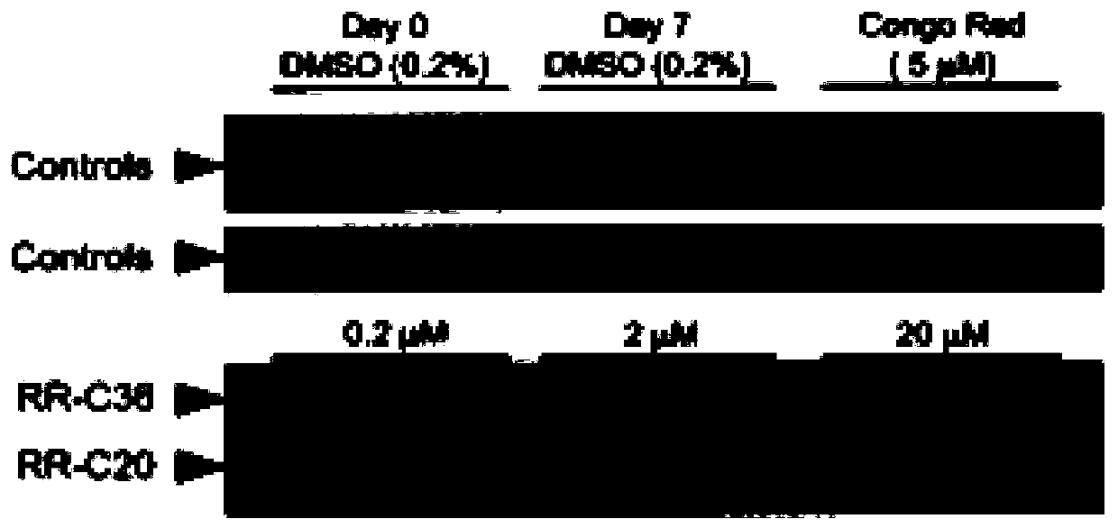 Rhodiola rosea extract and isolated compounds and their use in the treatment of neurodegenerative diseases