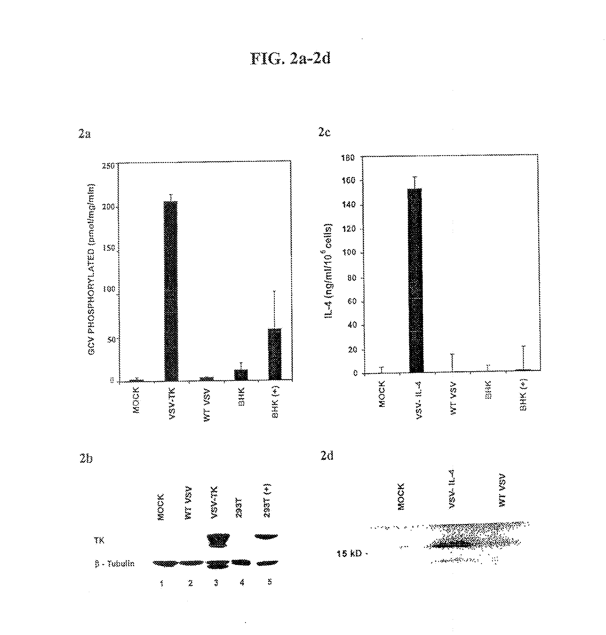 Recombinant VSV for the treatment of tumor cells