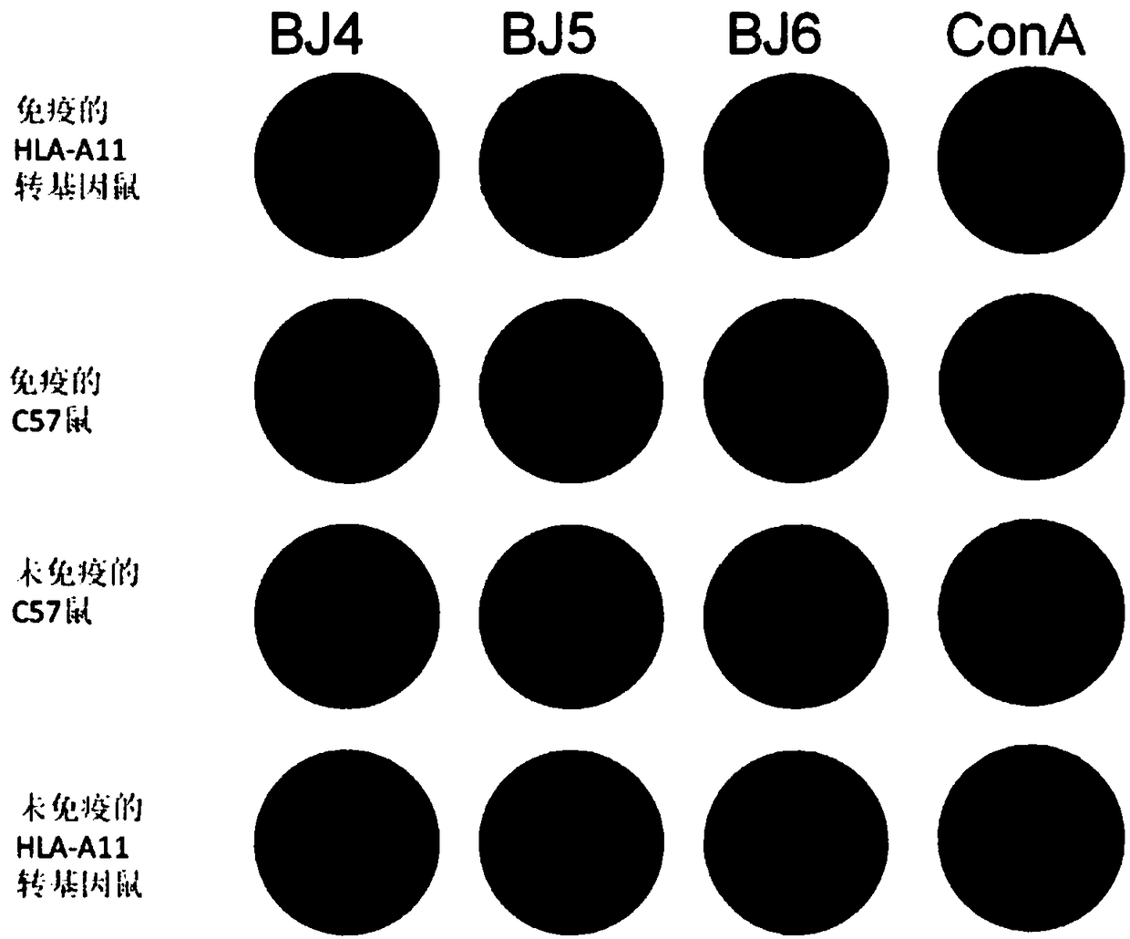 HLA-A11 restricted GPC3-derived polypeptide and vaccine containing polypeptide