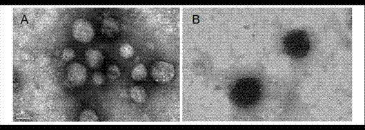 Preparation method of enzymatic cross-linking medicine carrying nano micelle