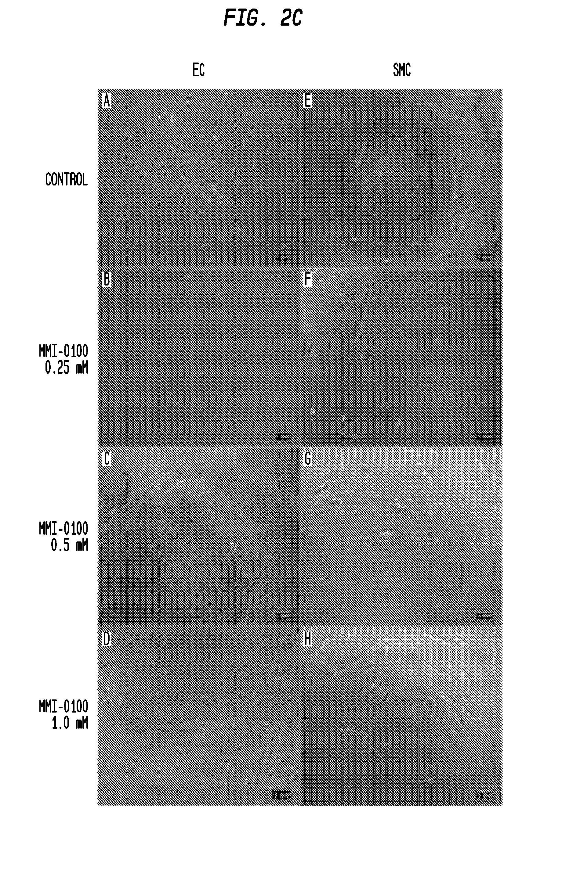 Methods for treating or preventing vascular graft failure