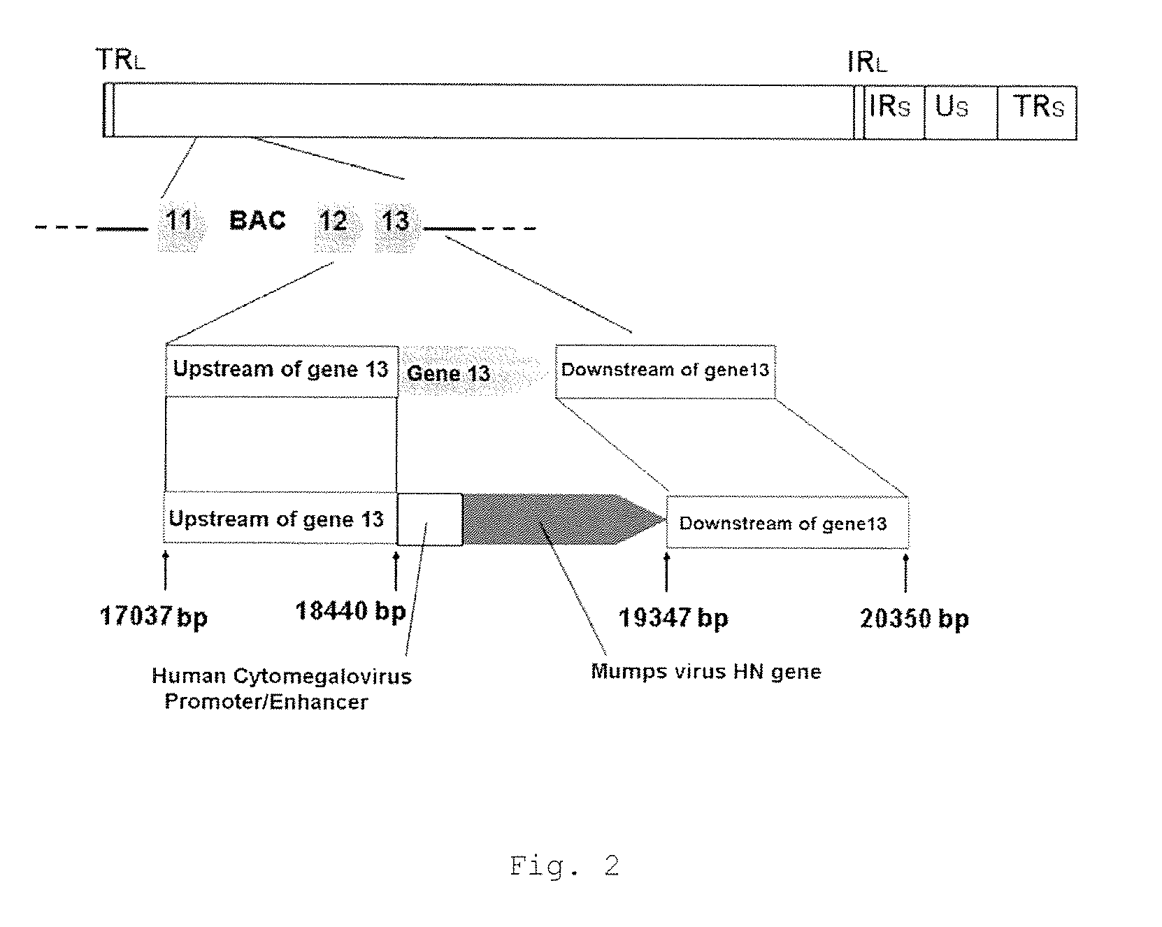 Recombinant multivalent vaccine