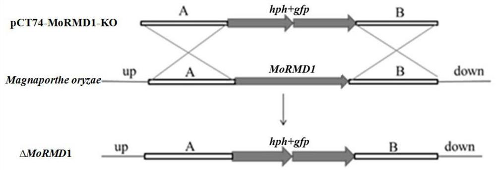 Application of Magnaporthe grisea gene mormd1 in regulating the pathogenicity of Magnaporthe grisea