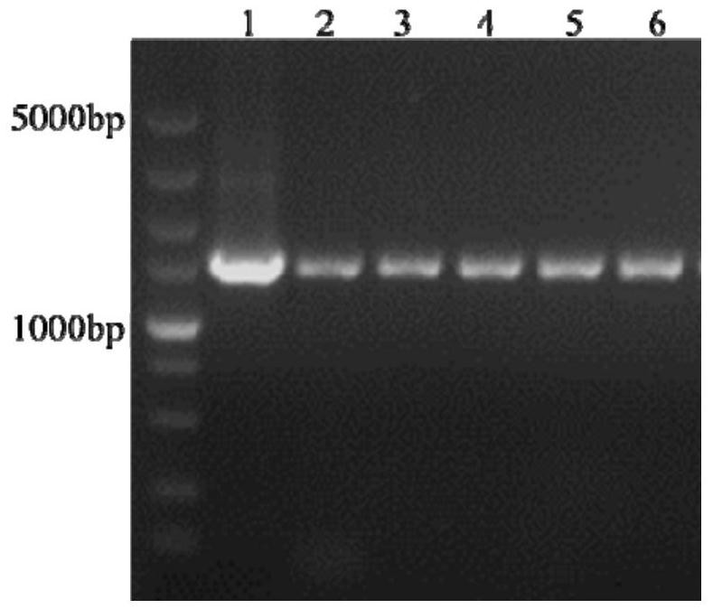 Application of Magnaporthe grisea gene mormd1 in regulating the pathogenicity of Magnaporthe grisea