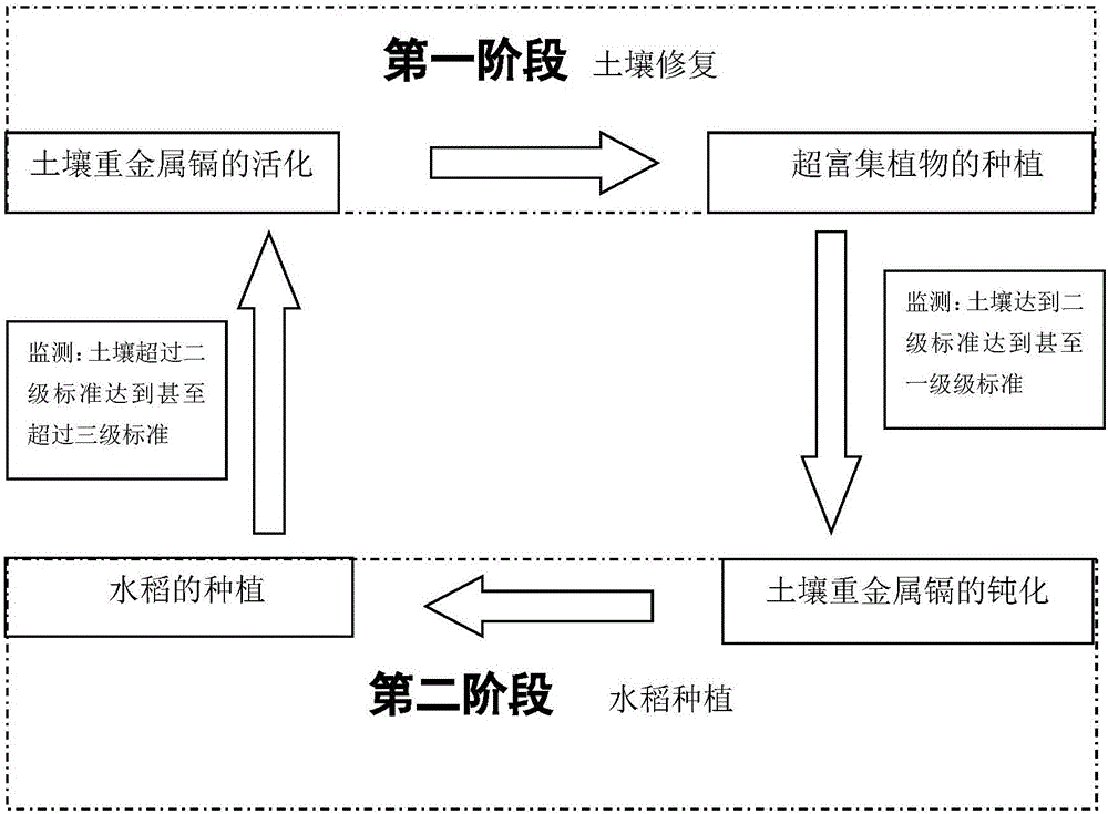 Method for cyclically repairing cadmium-contaminated rice field and planting rice