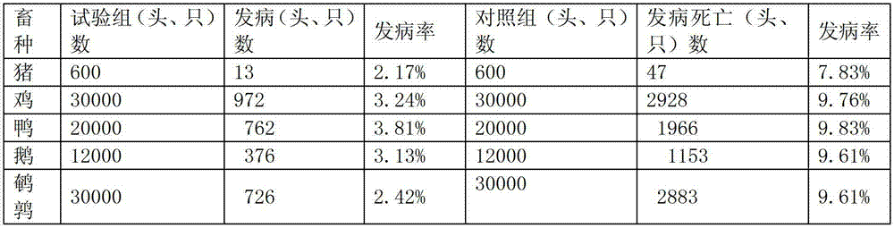 Chinese herbal medicine feed additive for preventing and curing colibacillosis