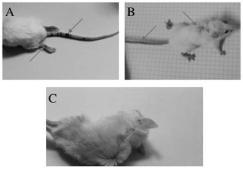 A kind of establishment method of C5AR gene knockout mouse cgvhd model