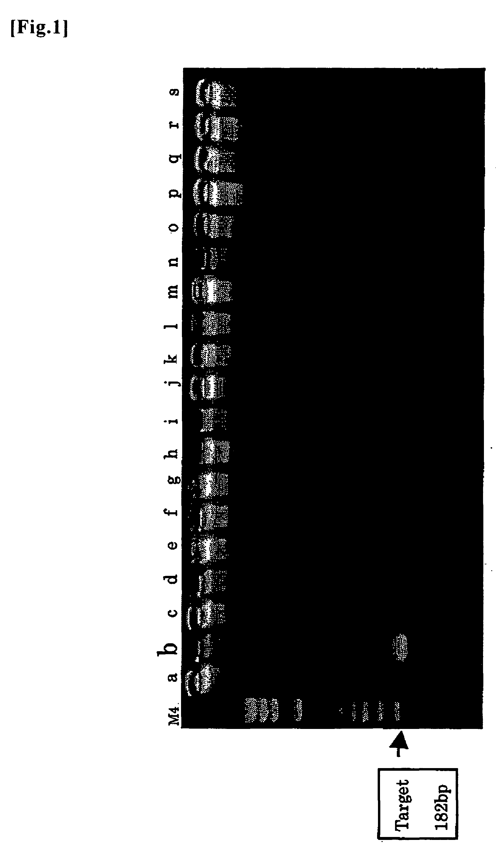 Probe and primer for tubercle bacillus detection, and method of detecting human tubercle bacillus therewith