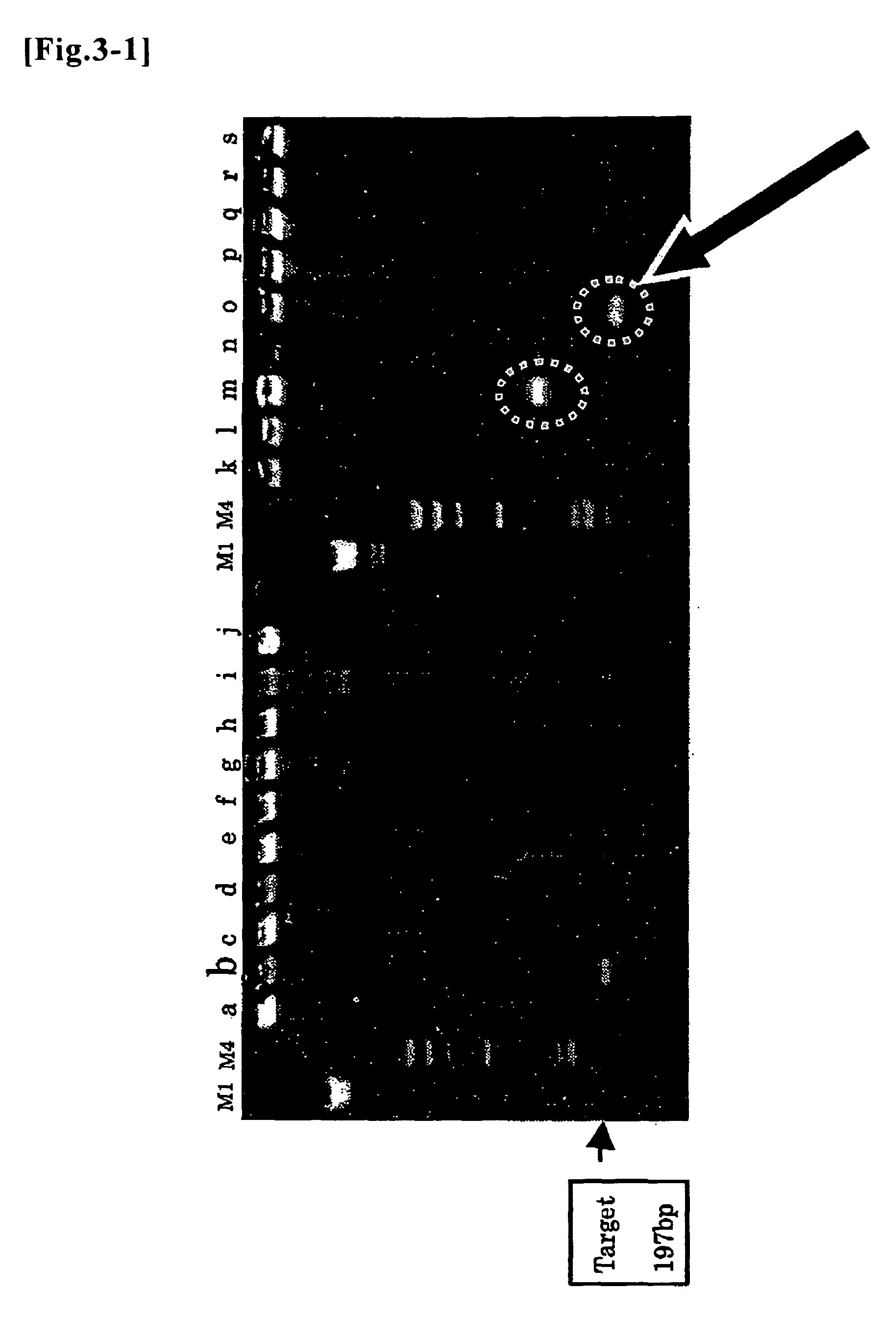 Probe and primer for tubercle bacillus detection, and method of detecting human tubercle bacillus therewith