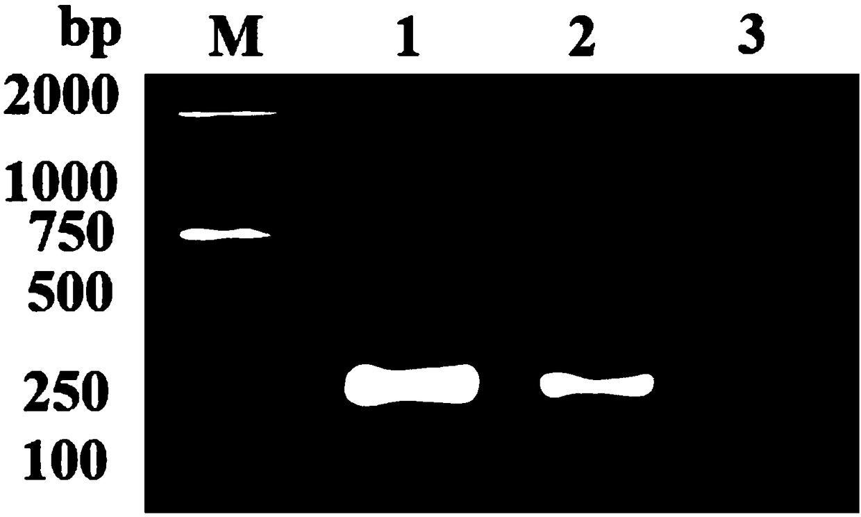 RPA kit used for detecting Cyprinid herpesvirus II, and special primer and probe thereof