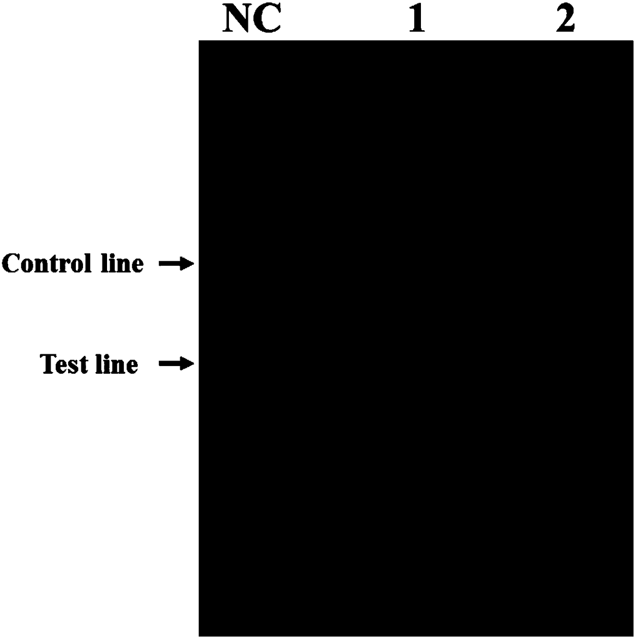 RPA kit used for detecting Cyprinid herpesvirus II, and special primer and probe thereof