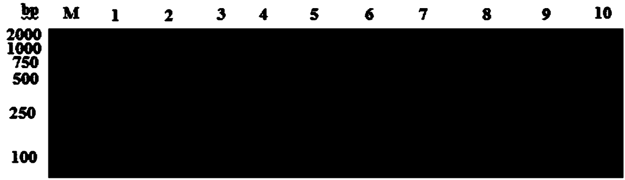 RPA kit used for detecting Cyprinid herpesvirus II, and special primer and probe thereof