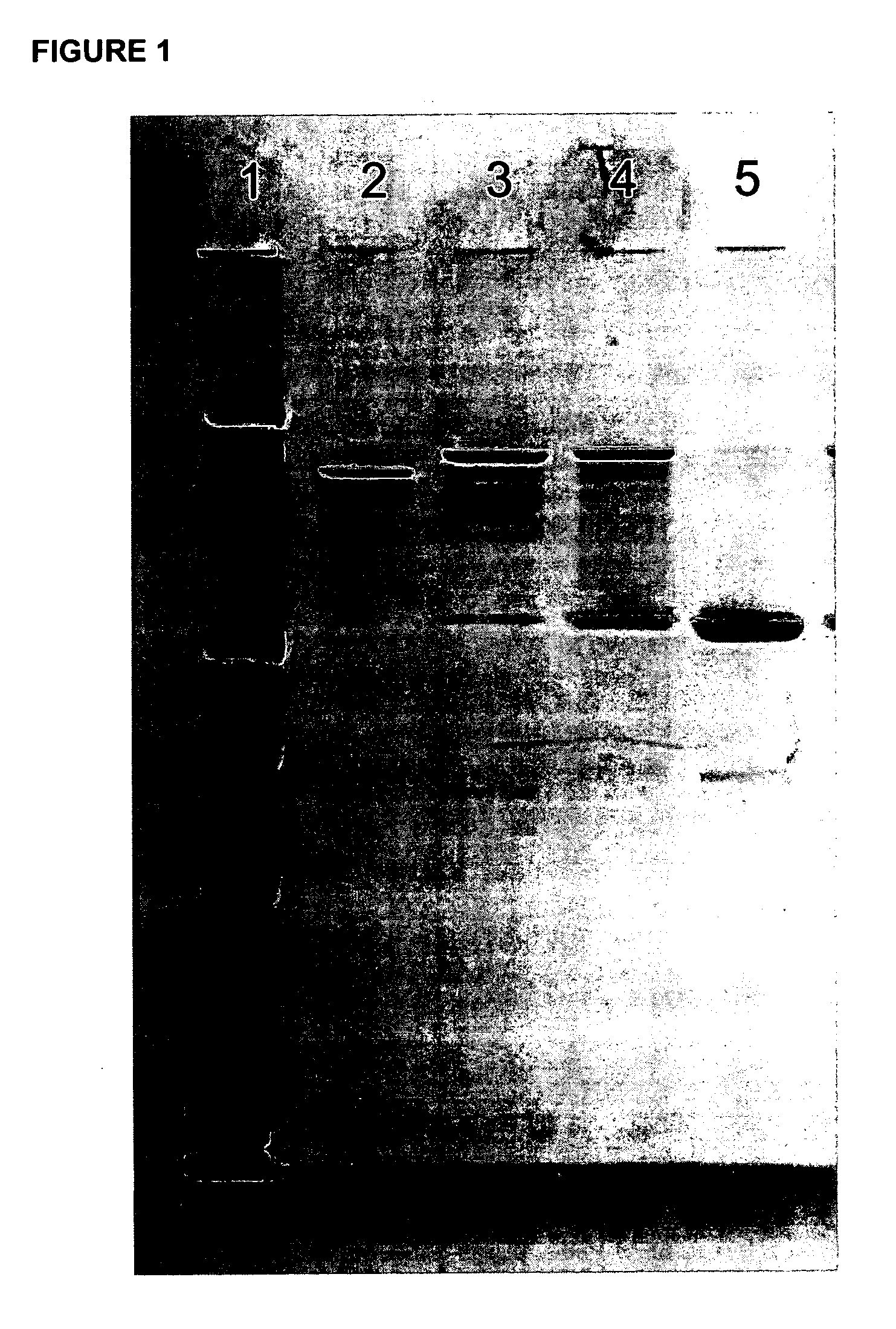 Recombinant IgG4 monovalent antibodies