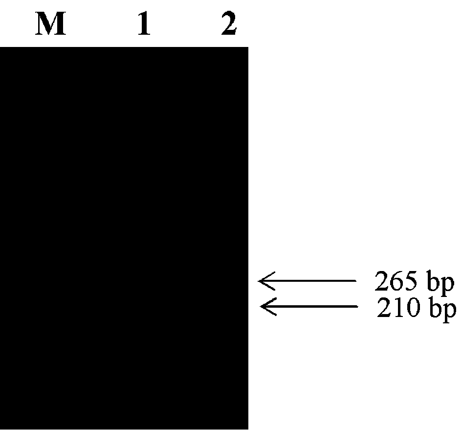 dsrna inhibiting gene expression of aphid chloride ion channel and its application