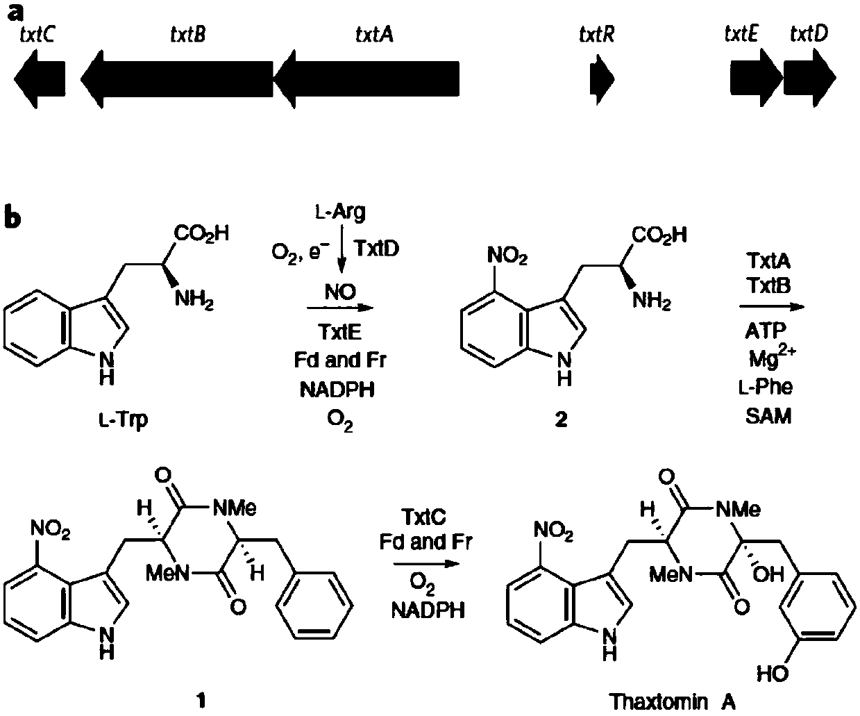 Method for increasing thaxtomin fermentation yield