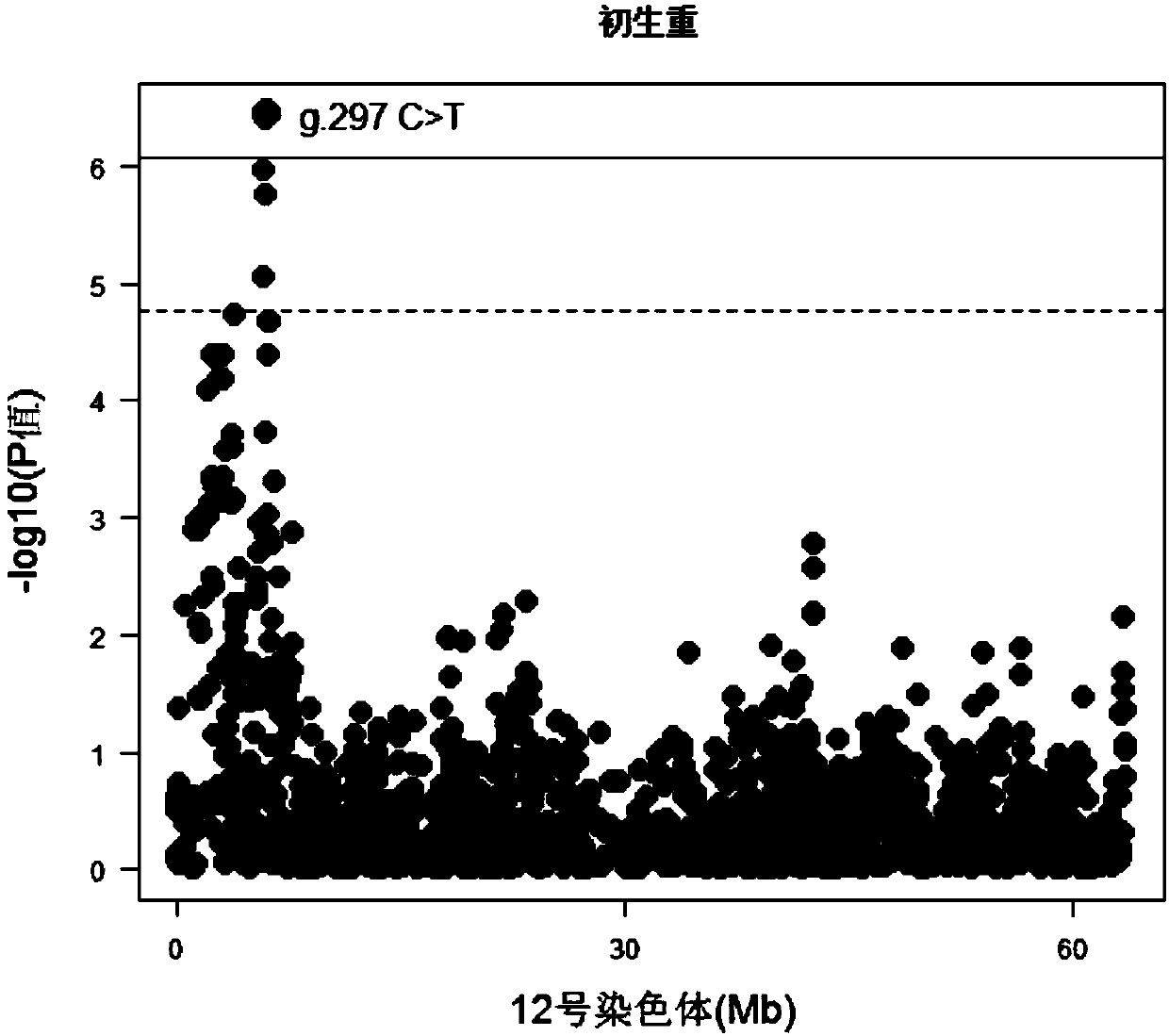 Porcine birth weight trait related SNP marker and use thereof