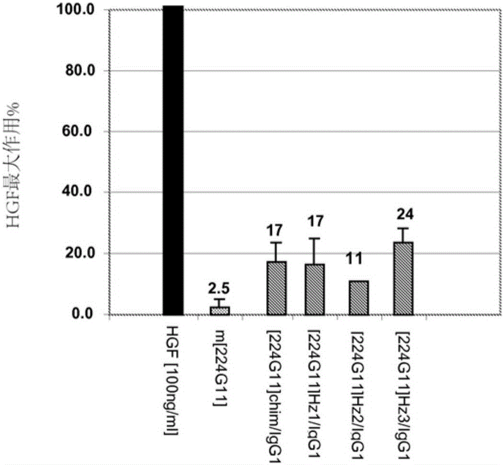 Novel anti-cmet antibody