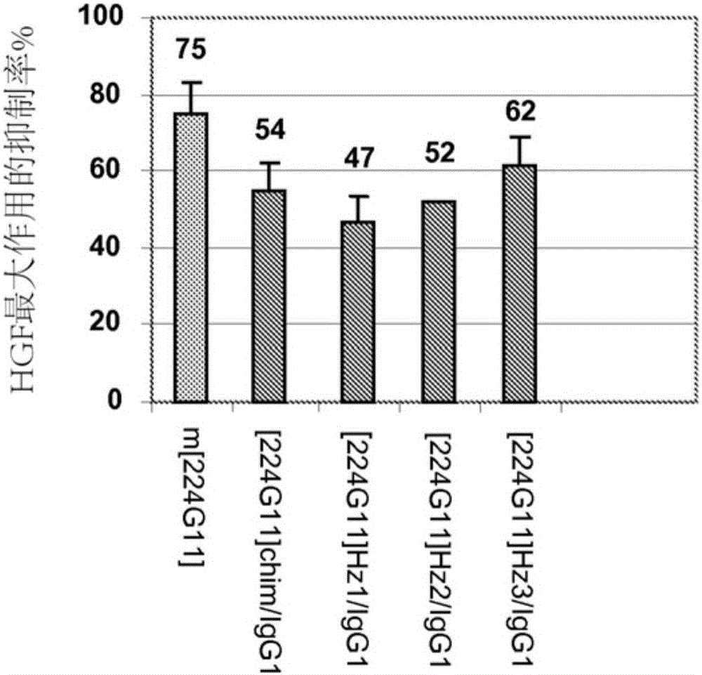 Novel anti-cmet antibody