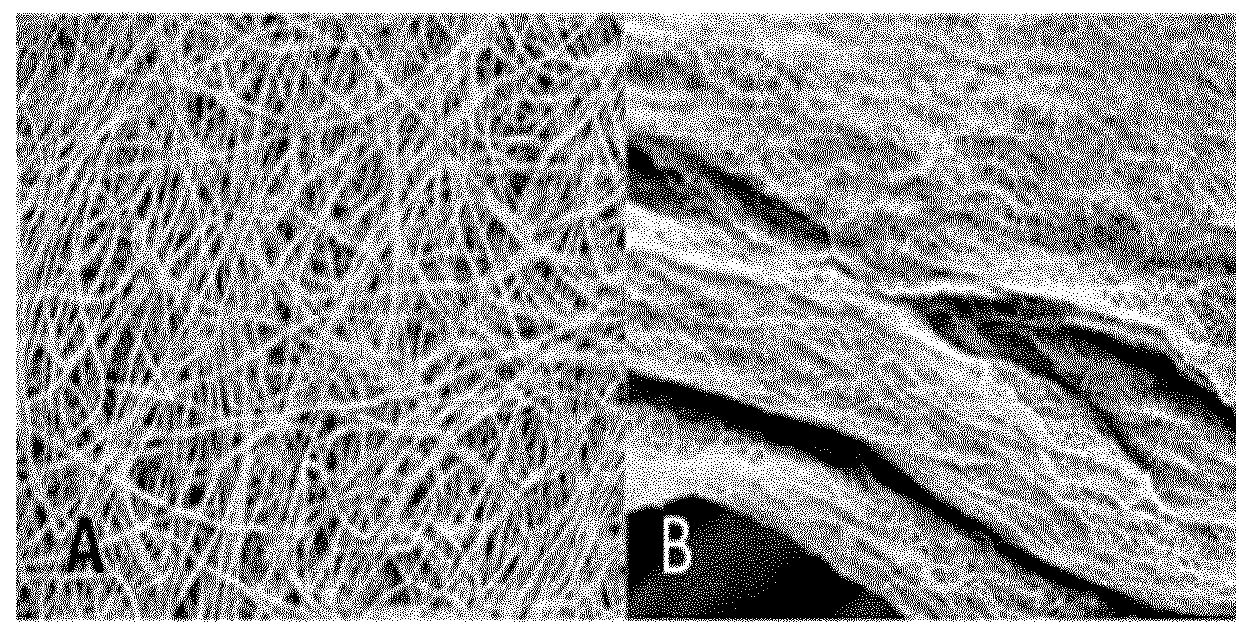 Transparent hydrogel and method of making the same from functionalized natural polymers