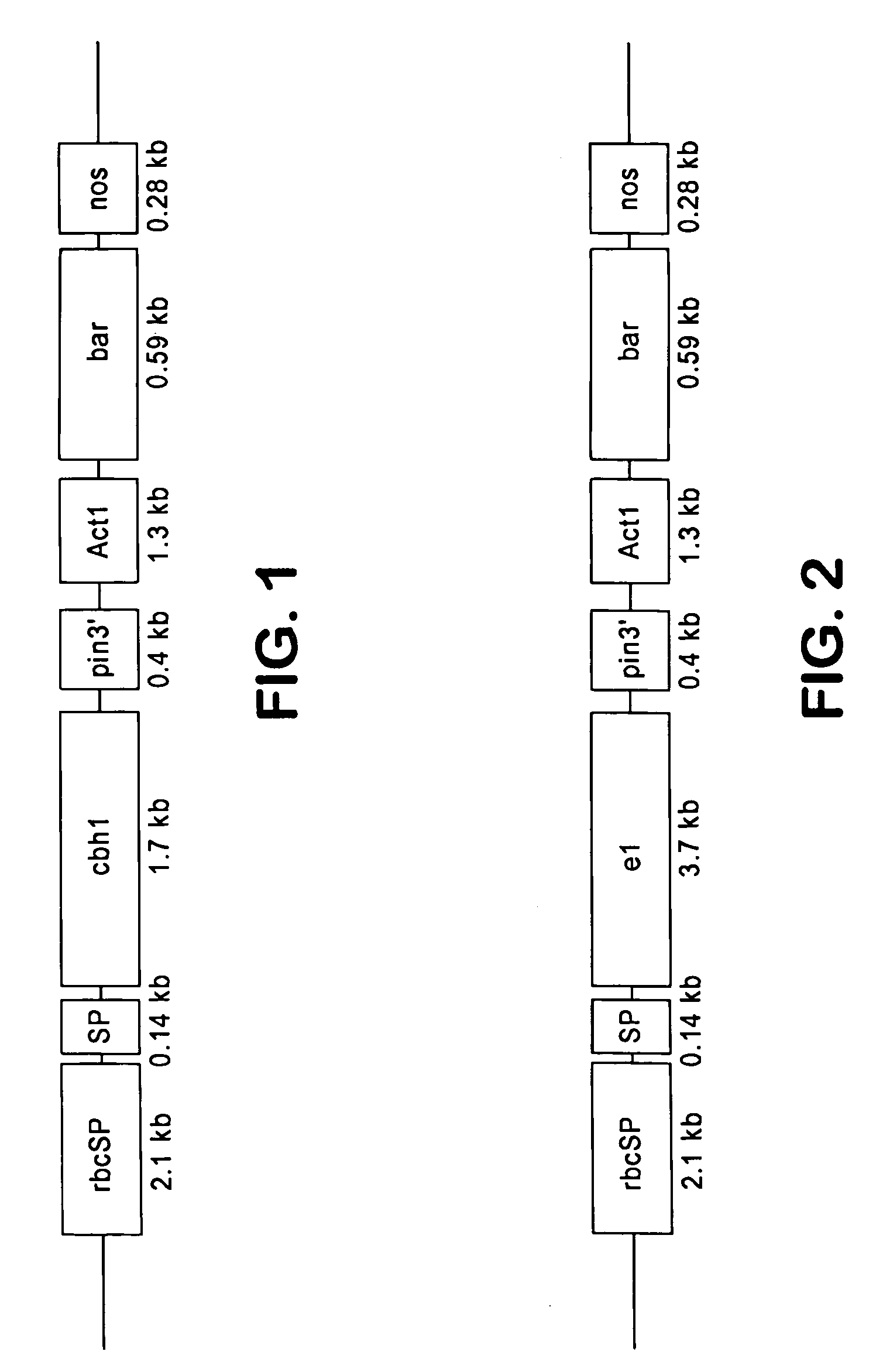 Transgenic plants containing ligninase and cellulase which degrade lignin and cellulose to fermentable sugars