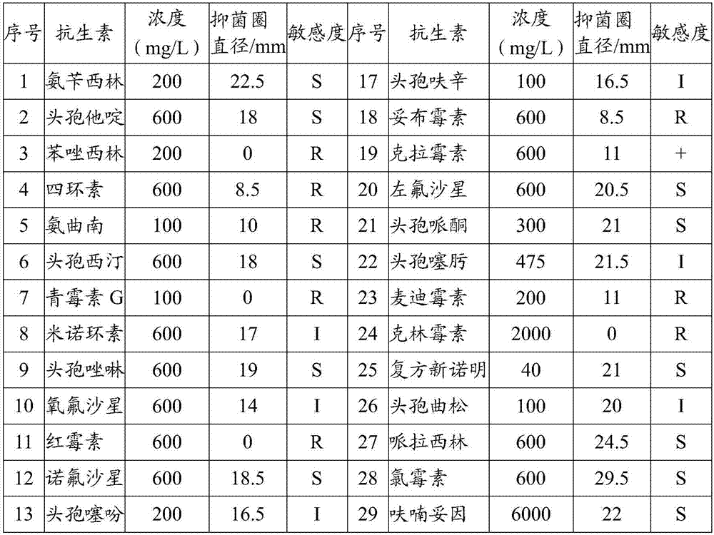 Drug for preventing and treating hippocampal head ulcer and its composition