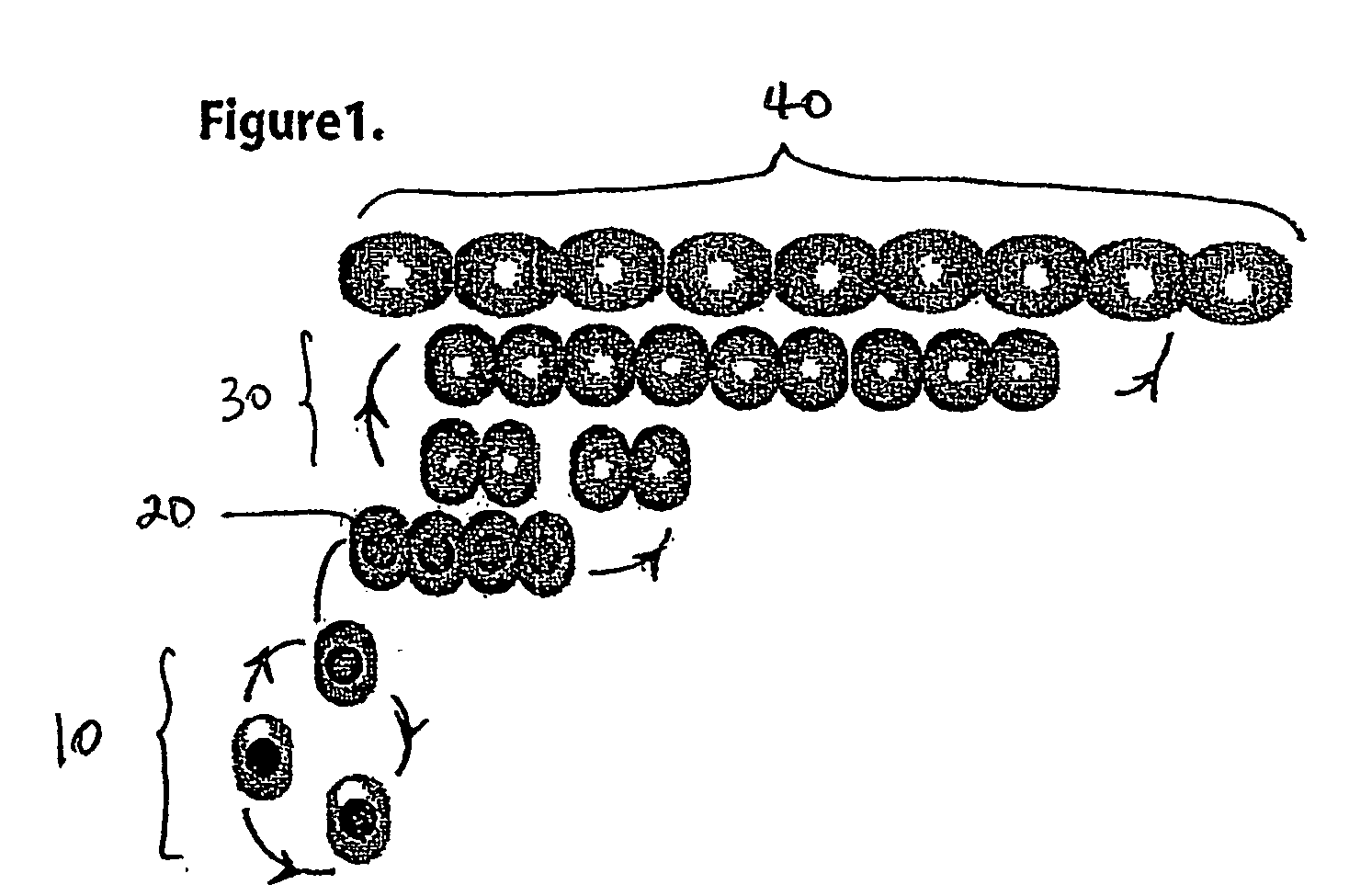 Selection and propagation of progenitor cells