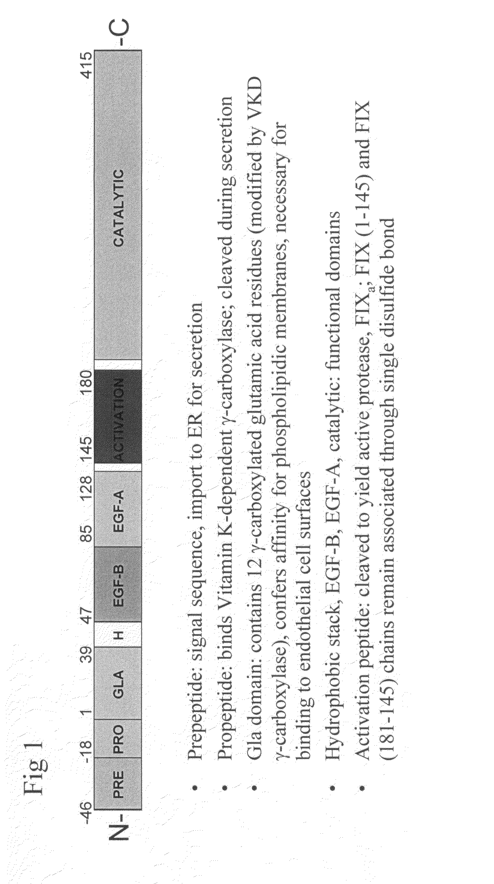 PC5 as a factor IX propeptide processing enzyme