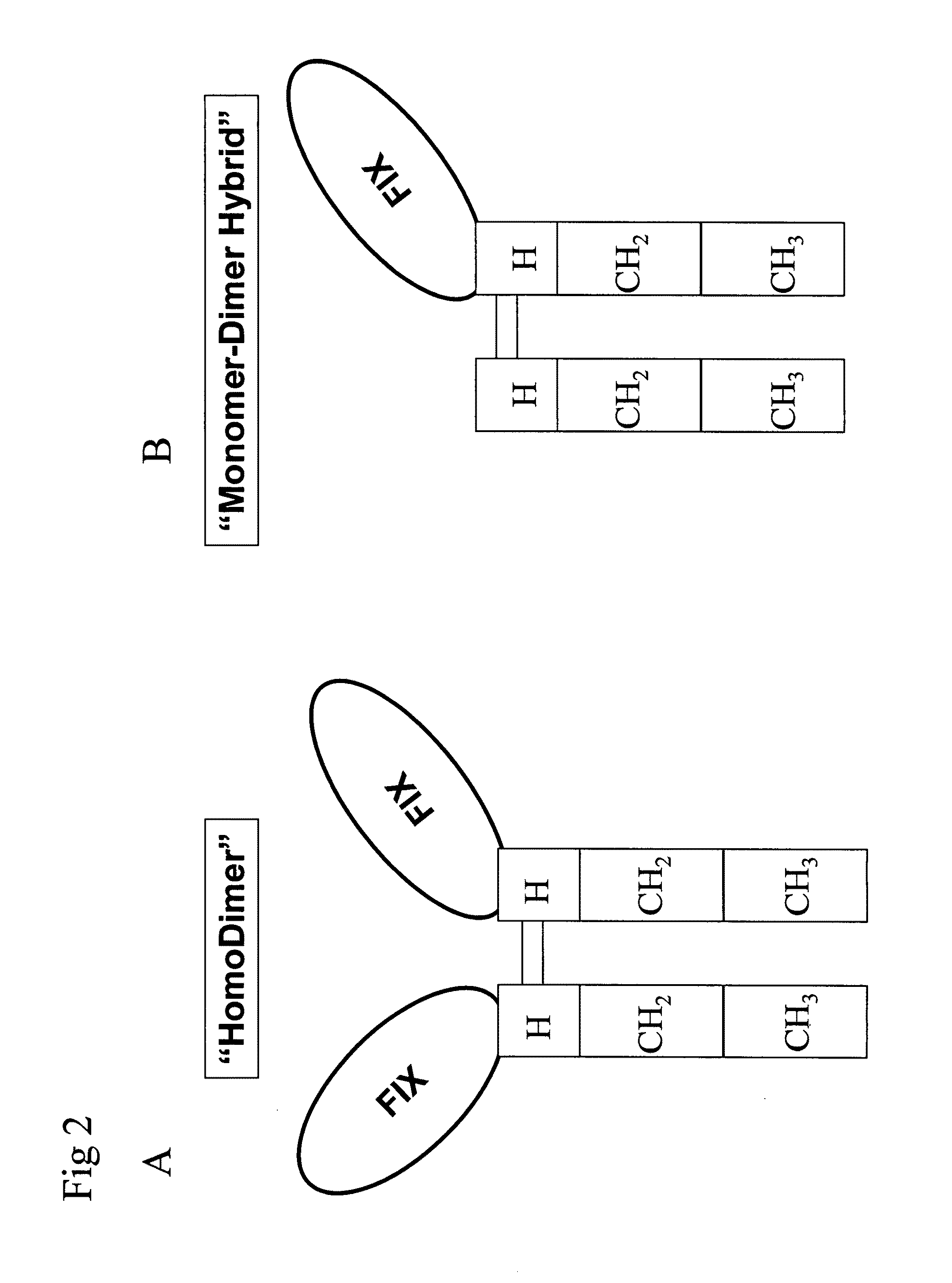 PC5 as a factor IX propeptide processing enzyme