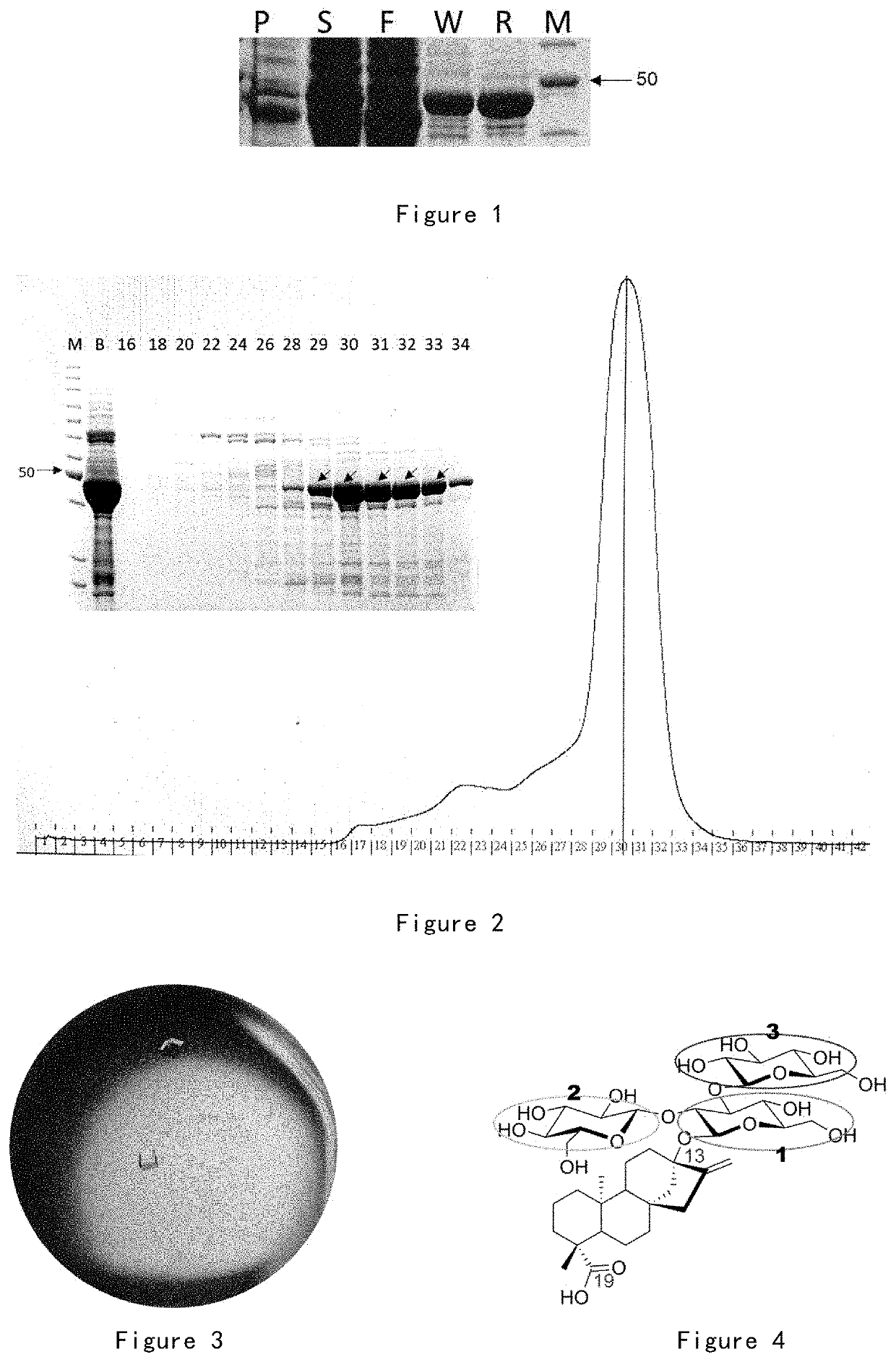 Glycosyltransferase Mutant and Use Therefor