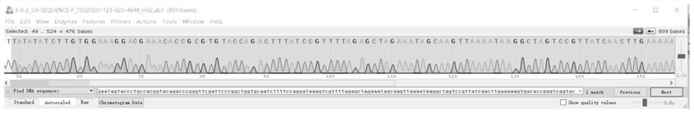 Construction method and application of ARHGAP11B gene deleted iPSC cell line