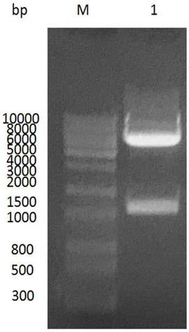 Nanometer antibody resisting to rabies virus G protein and application of nanometer antibody