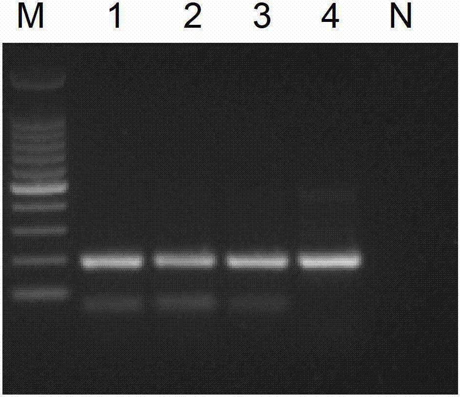 Method for quickly detecting main genetype of enterovirus in water environment