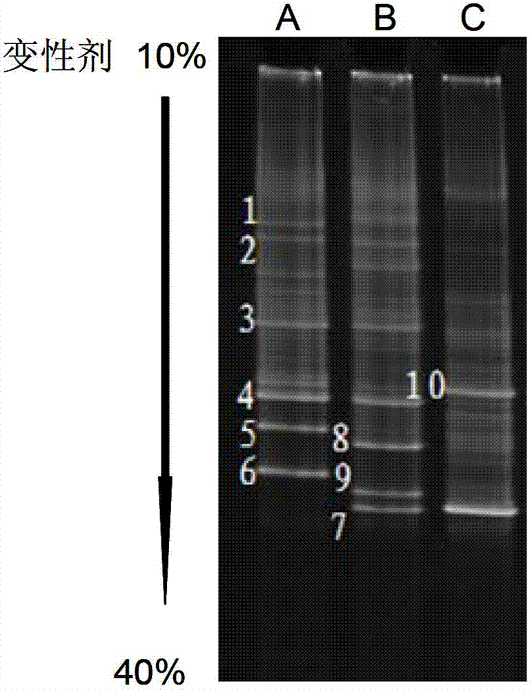 Method for quickly detecting main genetype of enterovirus in water environment